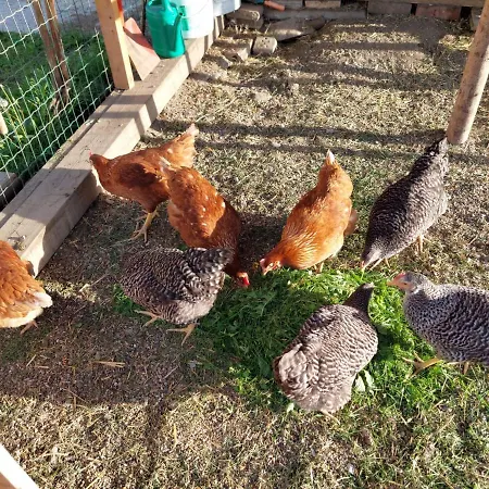 Haus Edlinger Alojamento de Turismo Rural