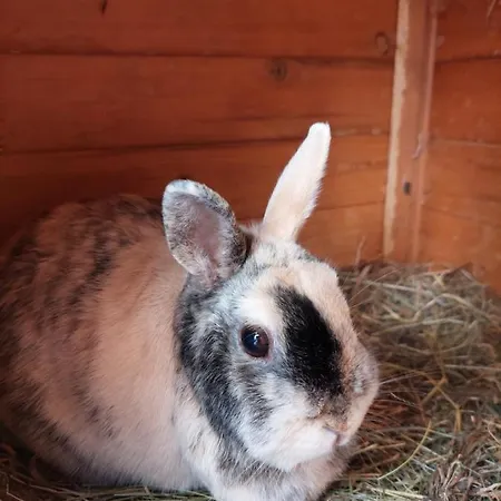 Haus Edlinger Alojamento de Turismo Rural *