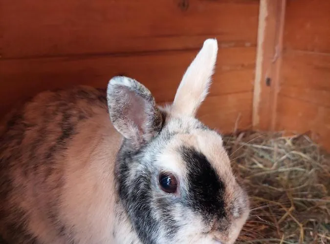 Haus Edlinger Feriegård *